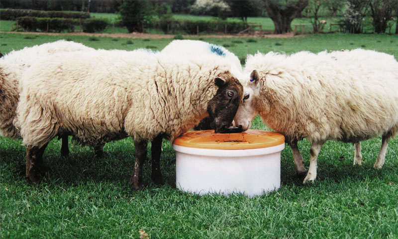 Sheep feeding